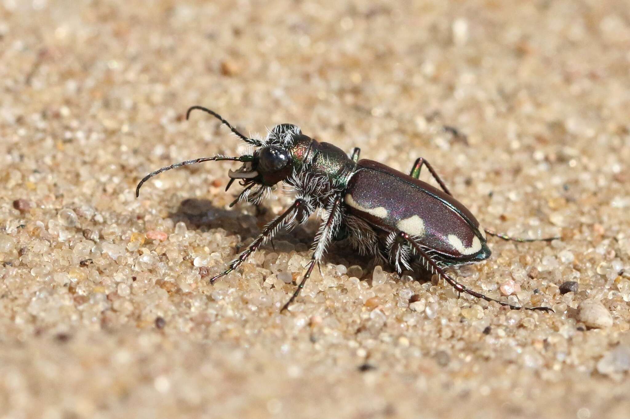 Image of Cicindela (Cicindela) scutellaris lecontei Haldeman 1853