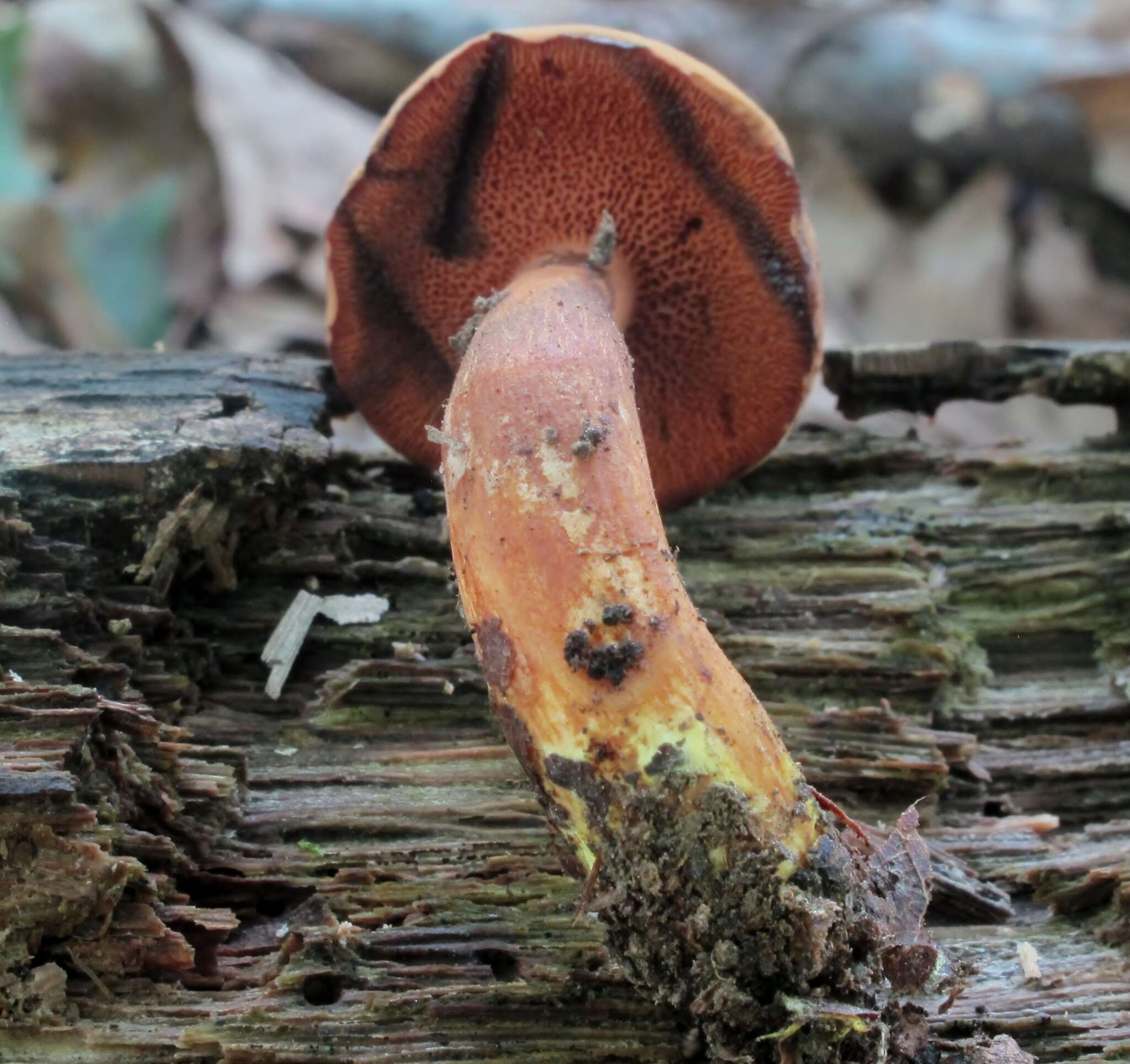 Image of Chalciporus piperatoides (A. H. Sm. & Thiers) T. J. Baroni & Both 1991