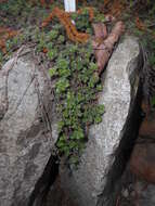 Image of creeping thyme