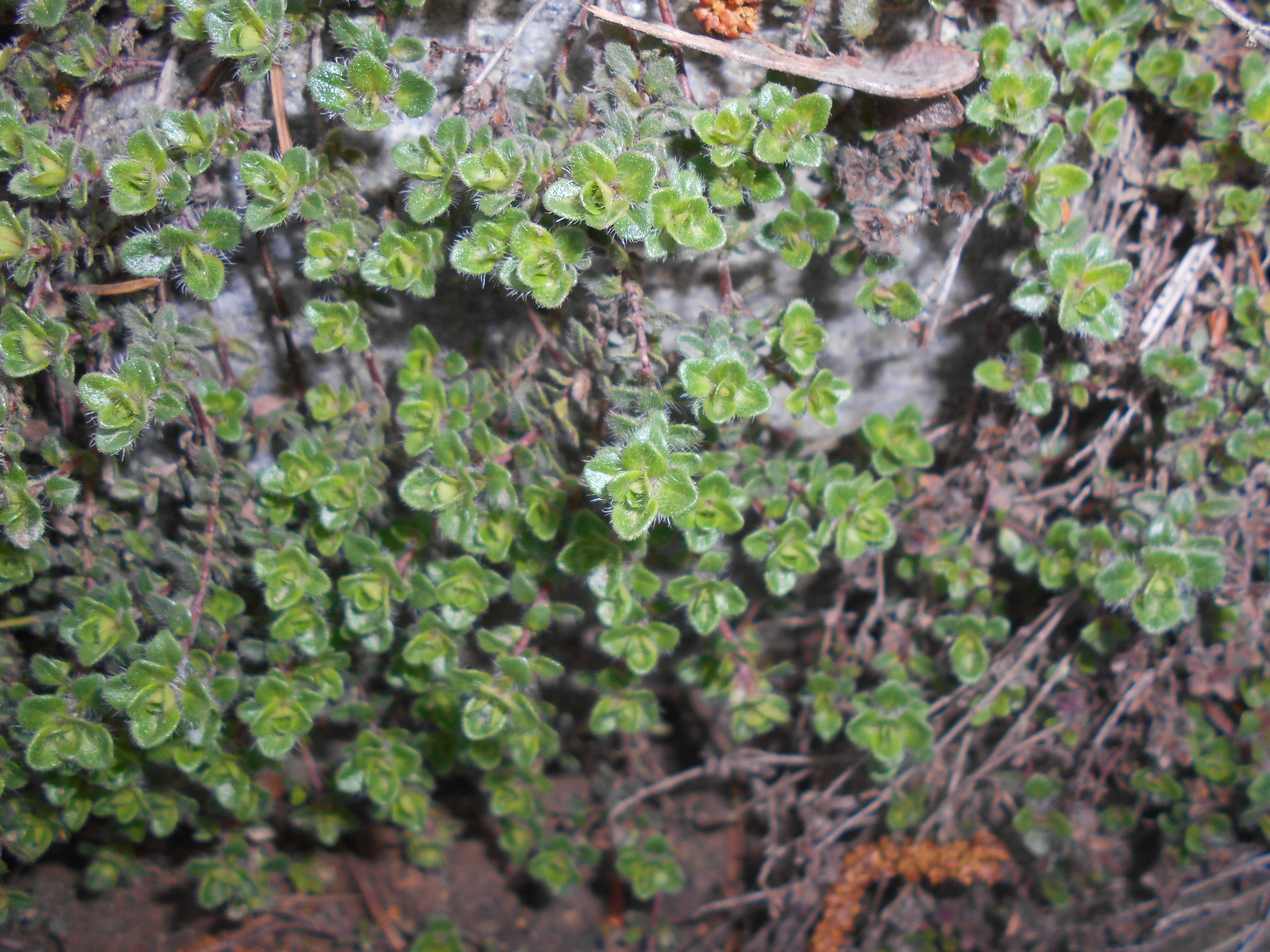 Image of creeping thyme