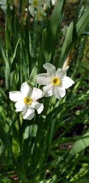 Image de Narcissus medioluteus Mill.