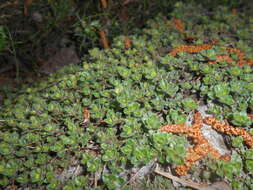 Image of creeping thyme