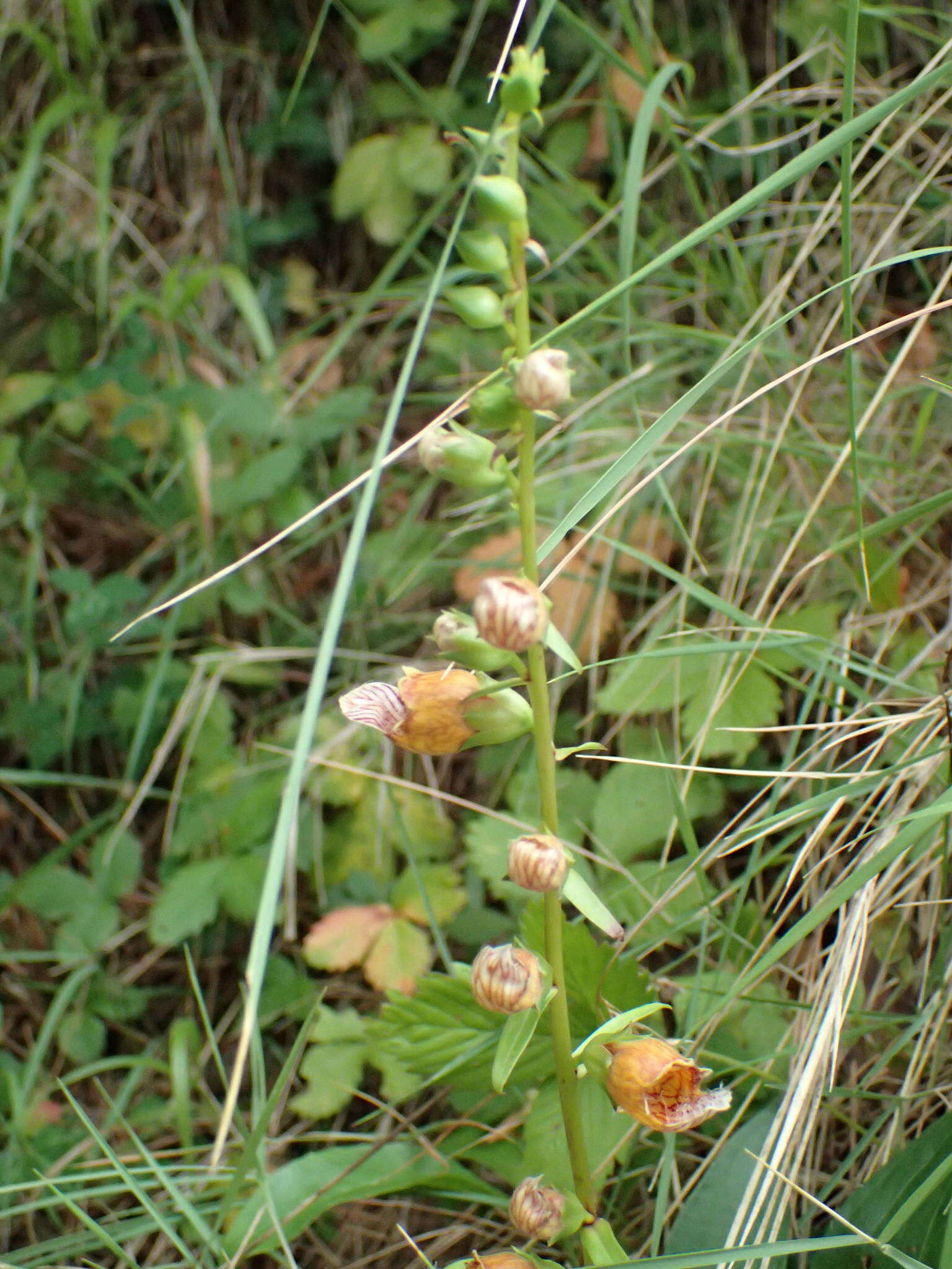 Imagem de Digitalis laevigata Waldst. & Kit.