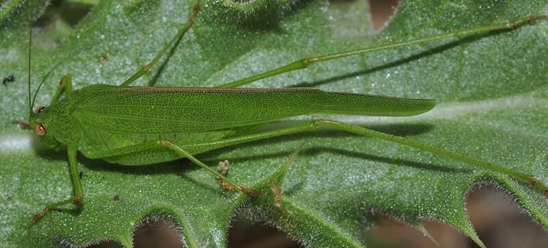 Image of Phaneroptera (Phaneroptera) sparsa Stål 1857