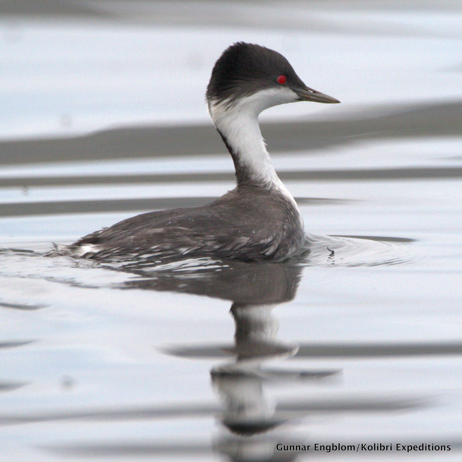 Image of grebes