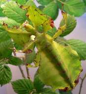 Image of Seychelles leaf insect