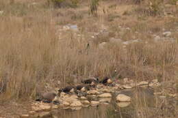 Image of Asiatic peafowl