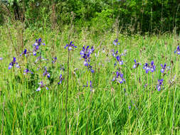 Image of German Iris