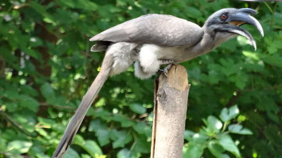 Image of Indian Grey Hornbill