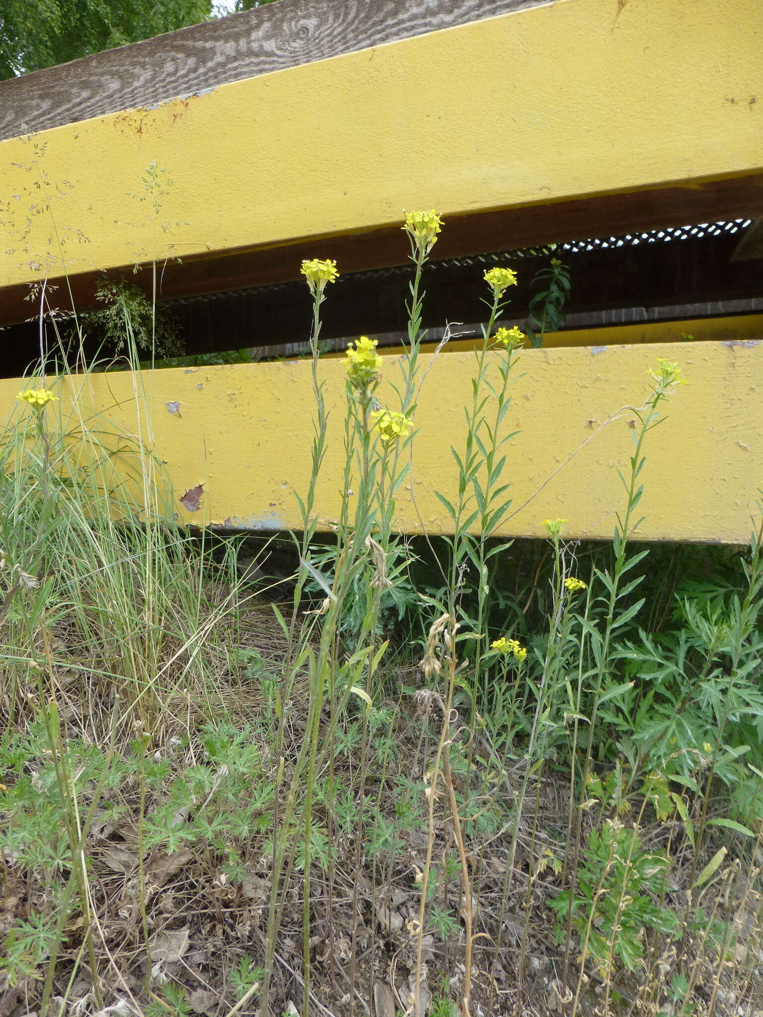 Image of hard wallflower