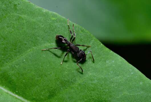 Image of Rhytidoponera anceps Emery 1898