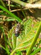 Leiopodus lacertinus Smith 1854 resmi