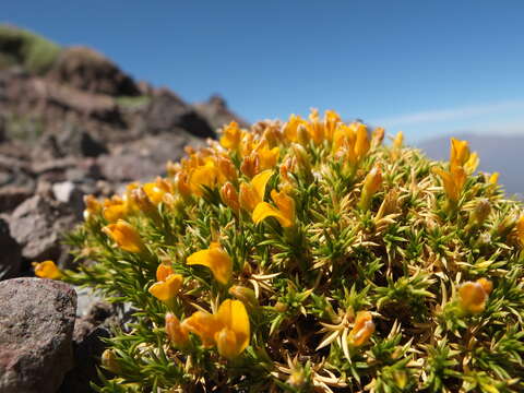 Imagem de Anarthrophyllum gayanum (A. Gray) B. D. Jacks.