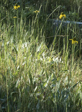 Image of Klamath Coneflower