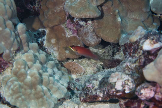 Image of Disappearing wrasse