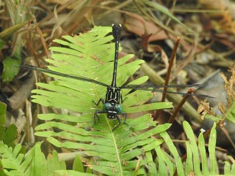 Image of Leptogomphus hongkongensis Asahina 1988