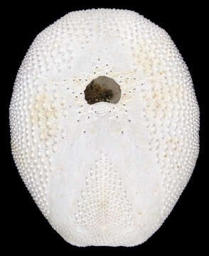 Image of Eupatagus valenciennesii L. Agassiz ex L. Agassiz & Desor 1847