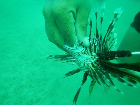 Image of Common lionfish