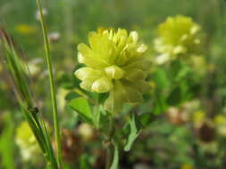 Image of field clover