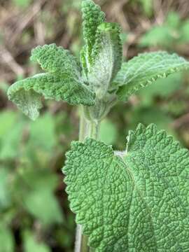 Слика од Stachys grandifolia E. Mey.