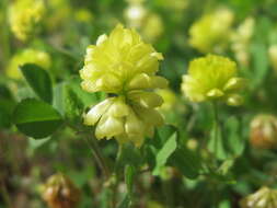 Image of field clover