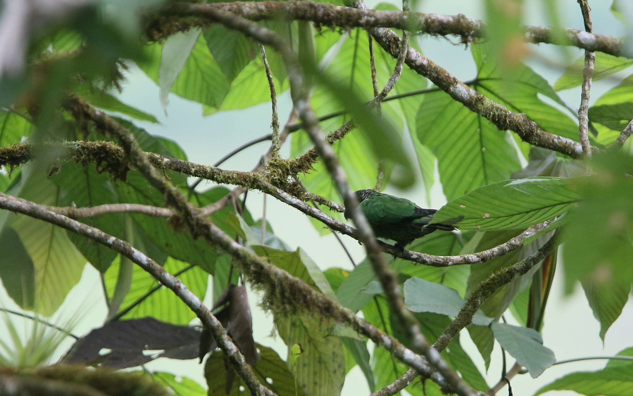 Image of Maroon-tailed Parakeet