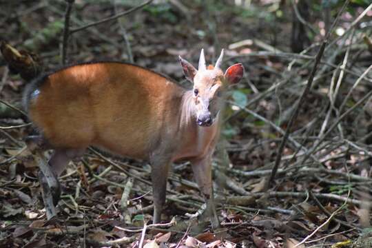 Image of Ogilby's Duiker