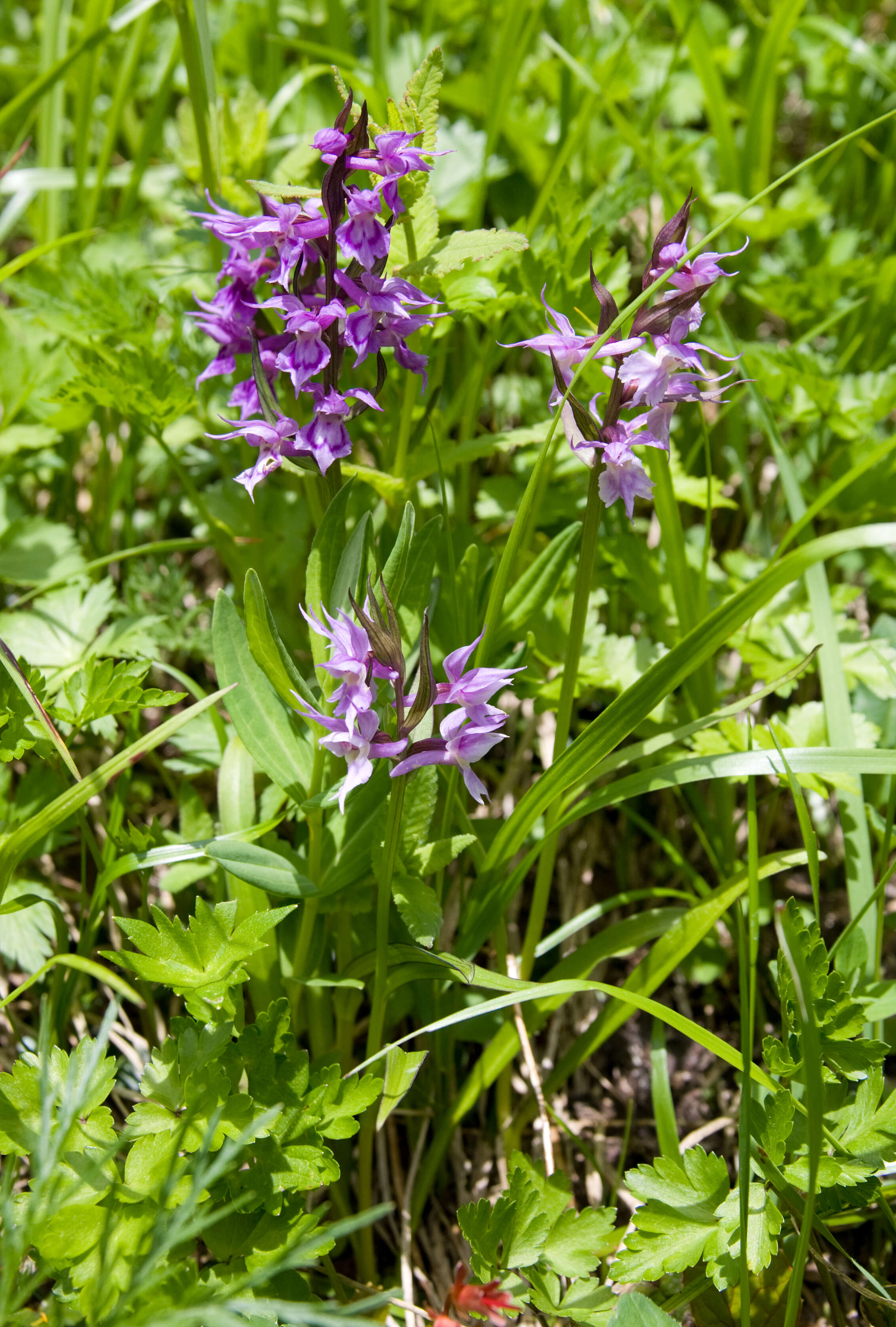 Image de Dactylorhiza aristata (Fisch. ex Lindl.) Soó