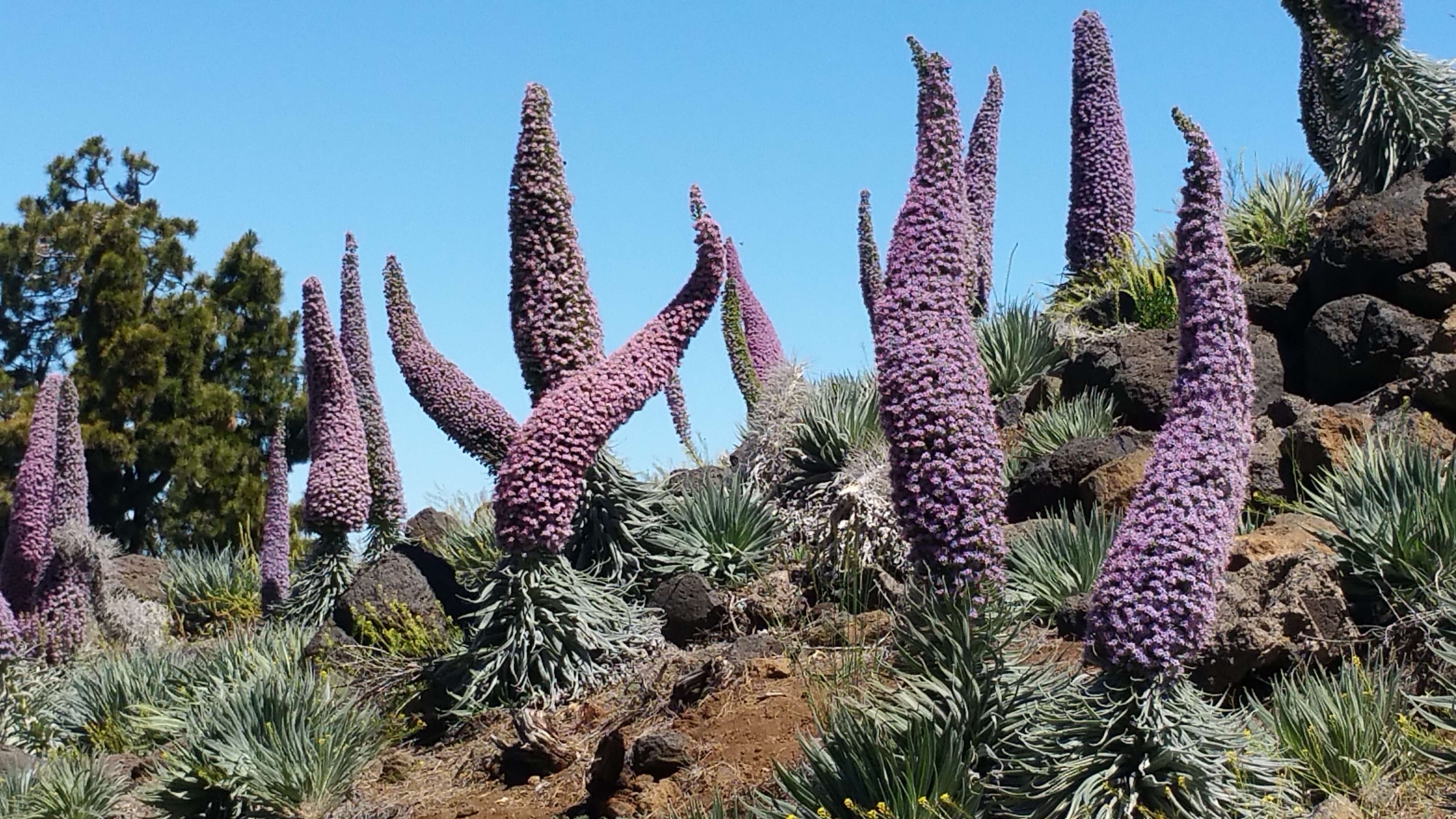 Image of Echium wildpretii H. H. W. Pearson ex Hook. fil.