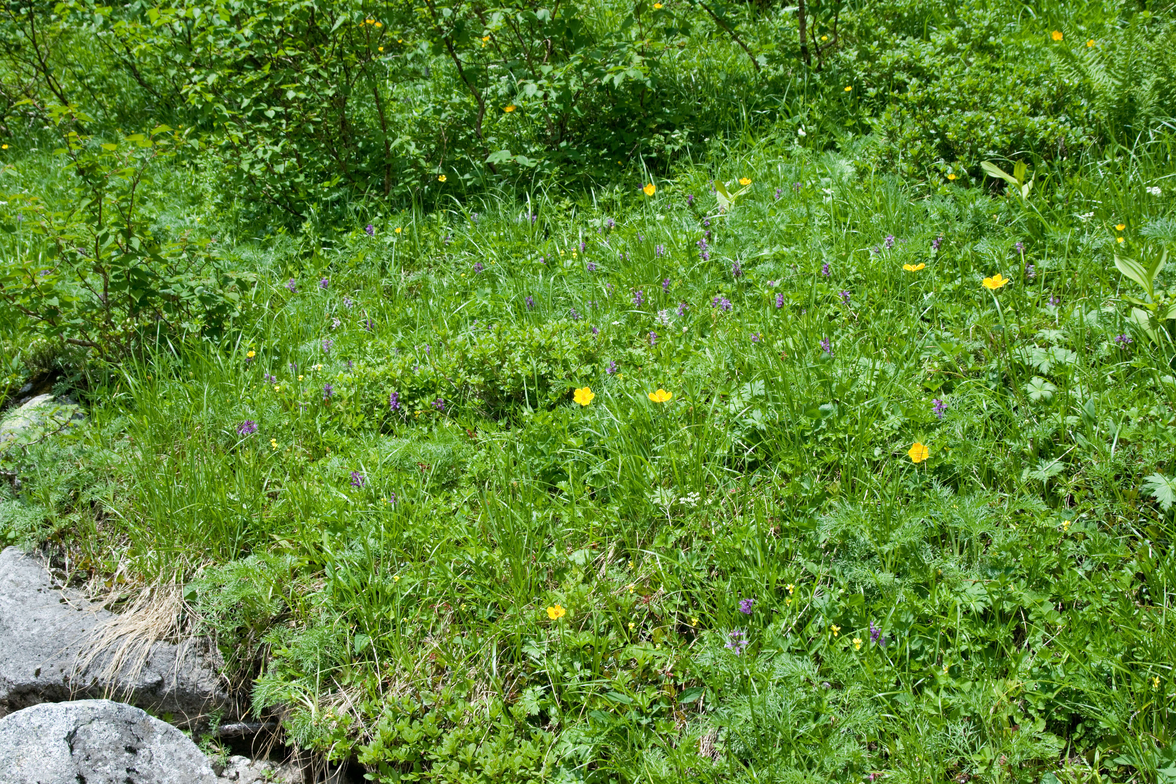 Image de Dactylorhiza aristata (Fisch. ex Lindl.) Soó