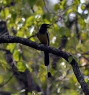 Image of Rufous Treepie