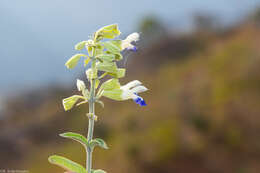 Imagem de Salvia odam J. G. González