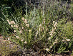 Sivun Lomandra leucocephala subsp. robusta A. T. Lee kuva