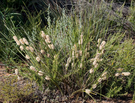 Sivun Lomandra leucocephala subsp. robusta A. T. Lee kuva