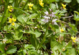 Image de Dactylorhiza aristata (Fisch. ex Lindl.) Soó