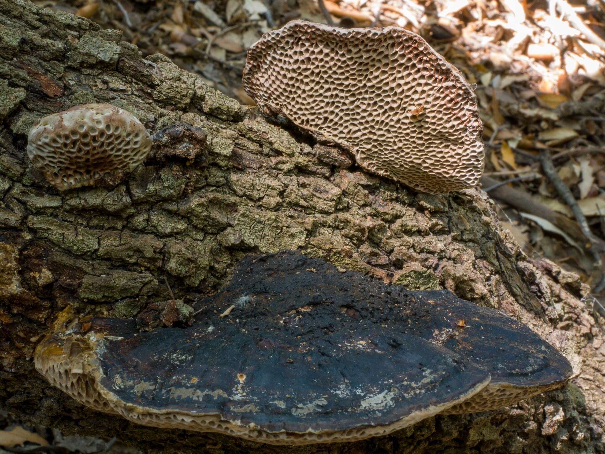 Image of Daedaleopsis nitida (Durieu & Mont.) Zmitr. & Malysheva 2013