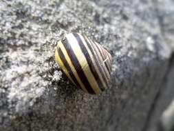 Image of Brown Lipped Snail