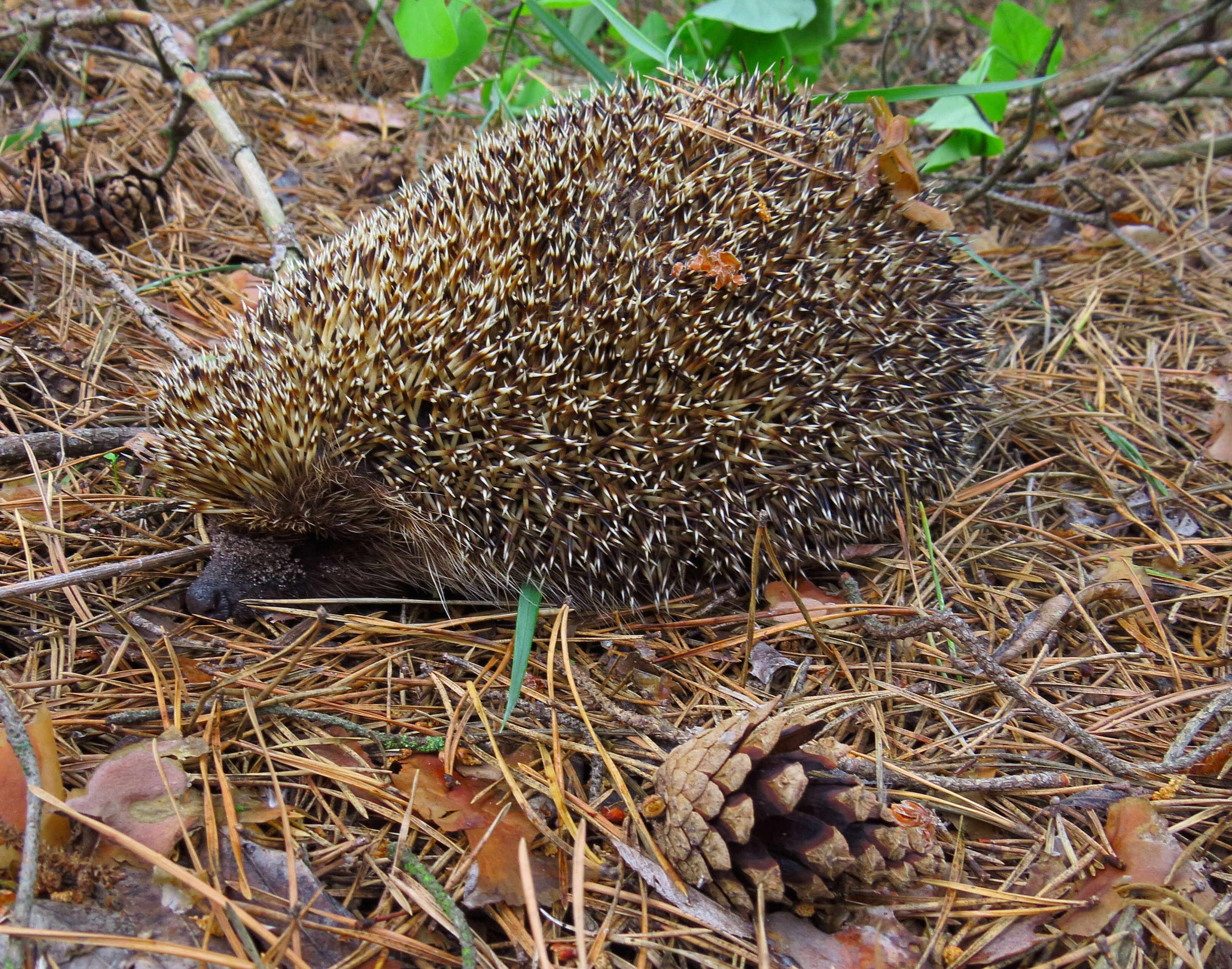 Image of Northern White-Breasted Hedgehog