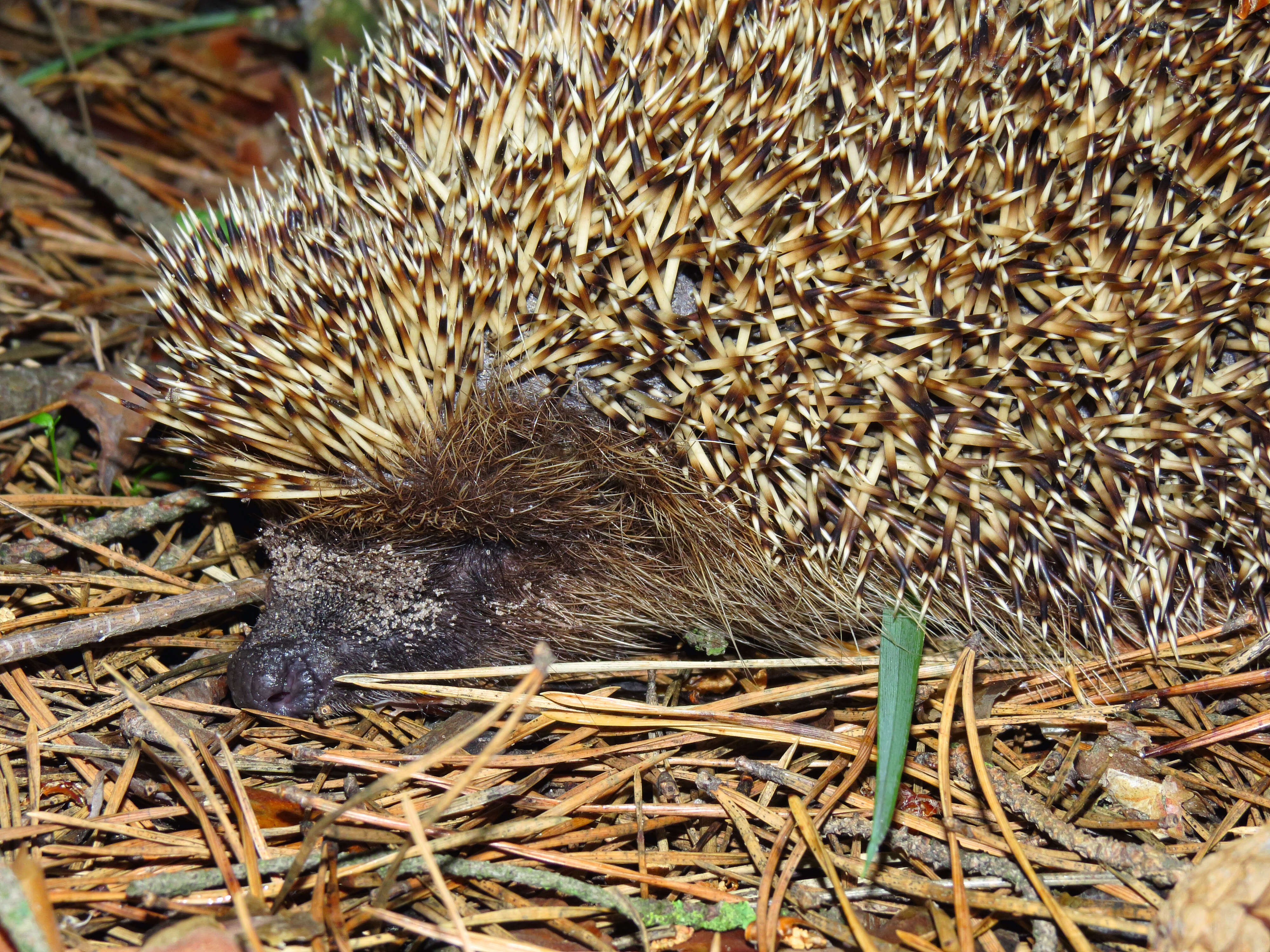 Image of Northern White-Breasted Hedgehog