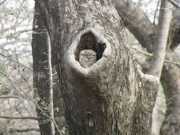 Image of Spotted Owlet