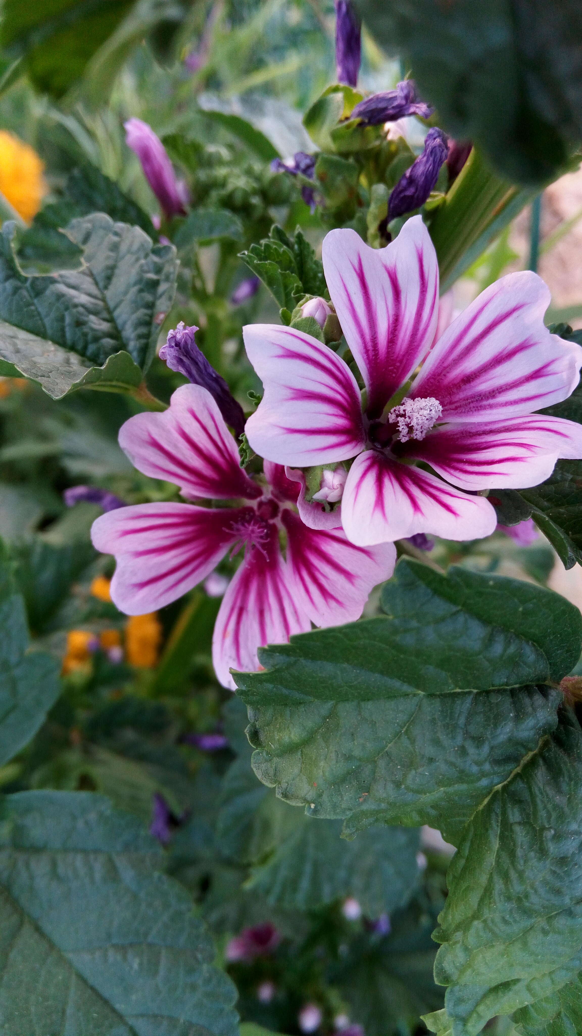 Image of high mallow