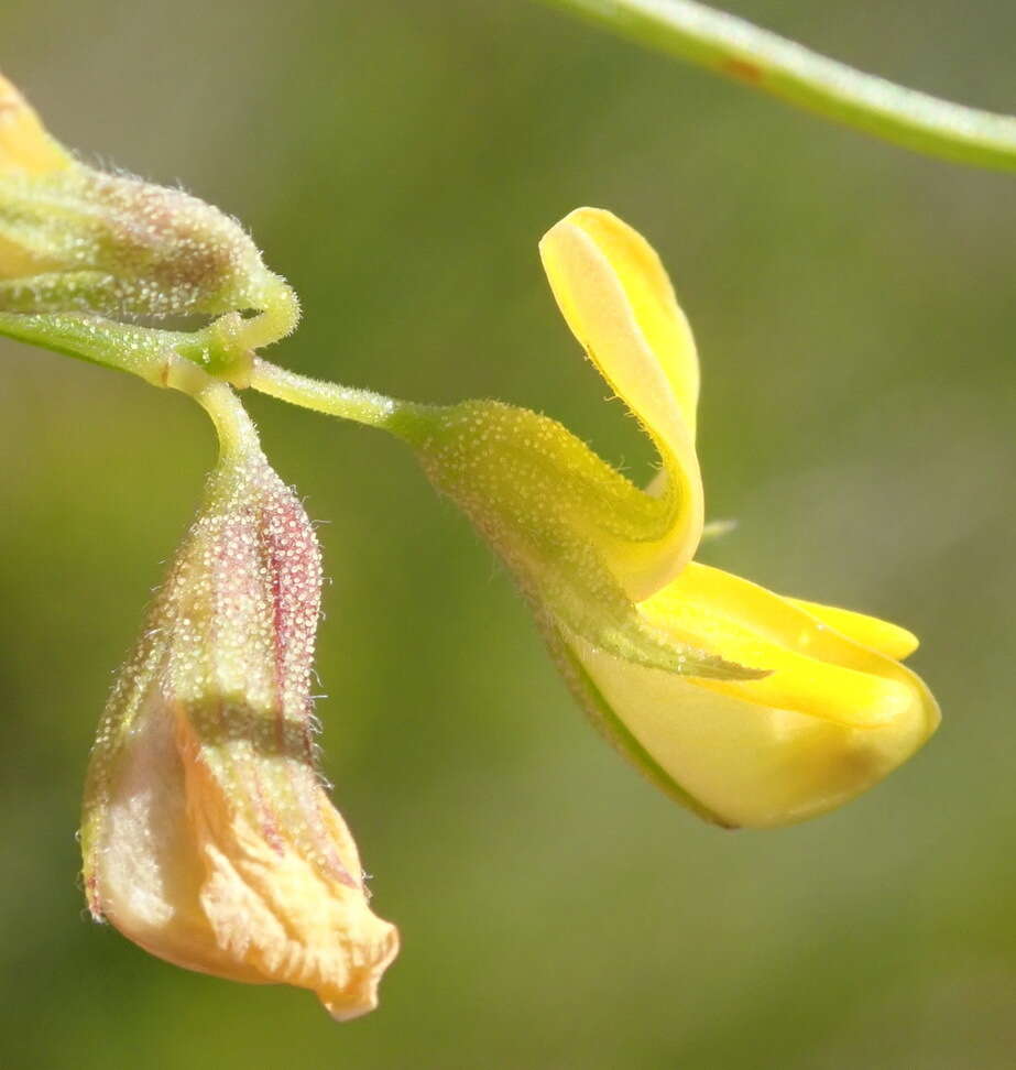 Imagem de Rhynchosia capensis (Burm. fil.) Schinz