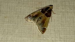 Image of Meal Moth