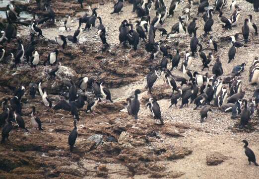 Image of Guanay Cormorant