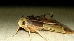 Image of Meal Moth