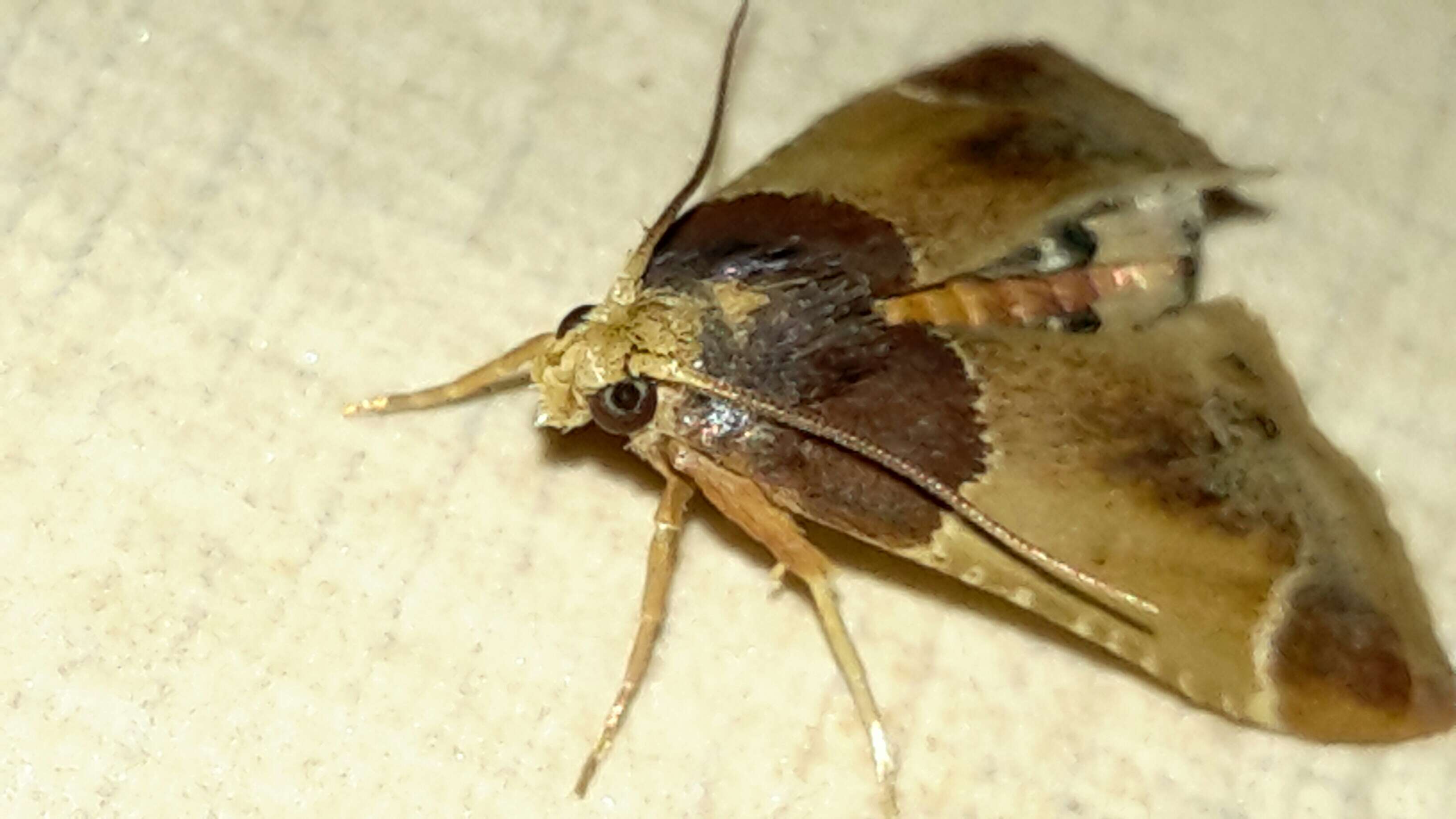Image of Meal Moth