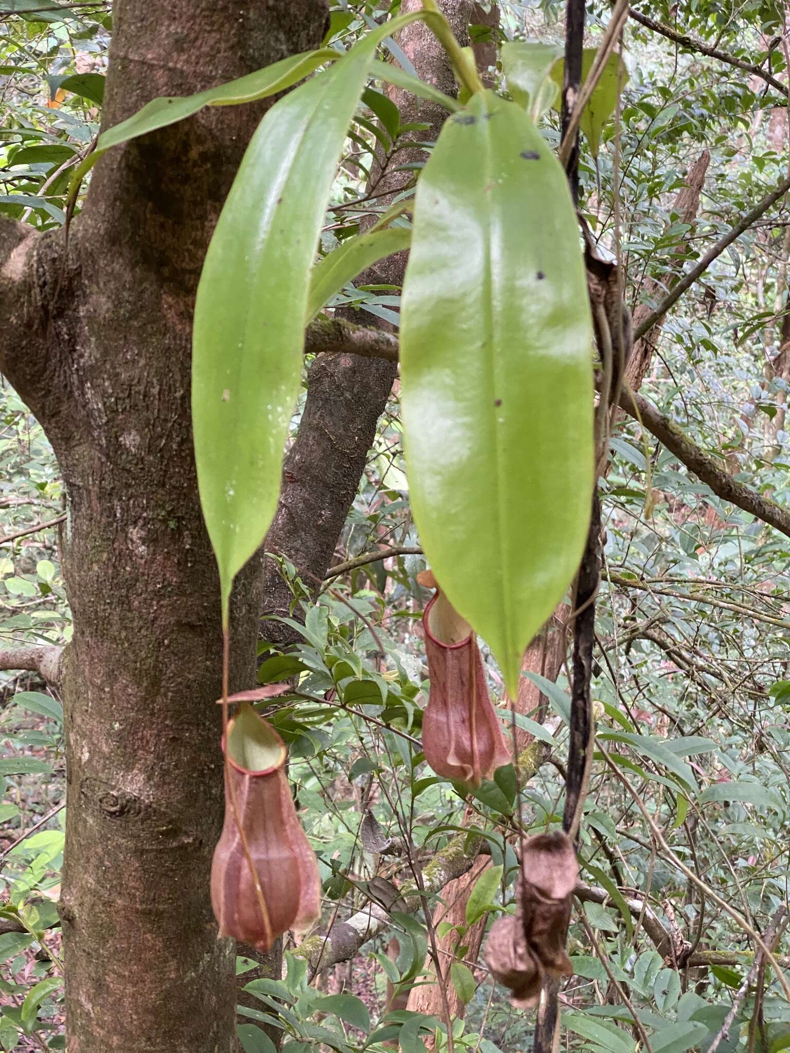 Слика од Nepenthes distillatoria L.