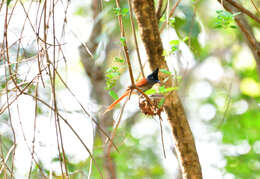 Image of Asian Paradise-Flycatcher