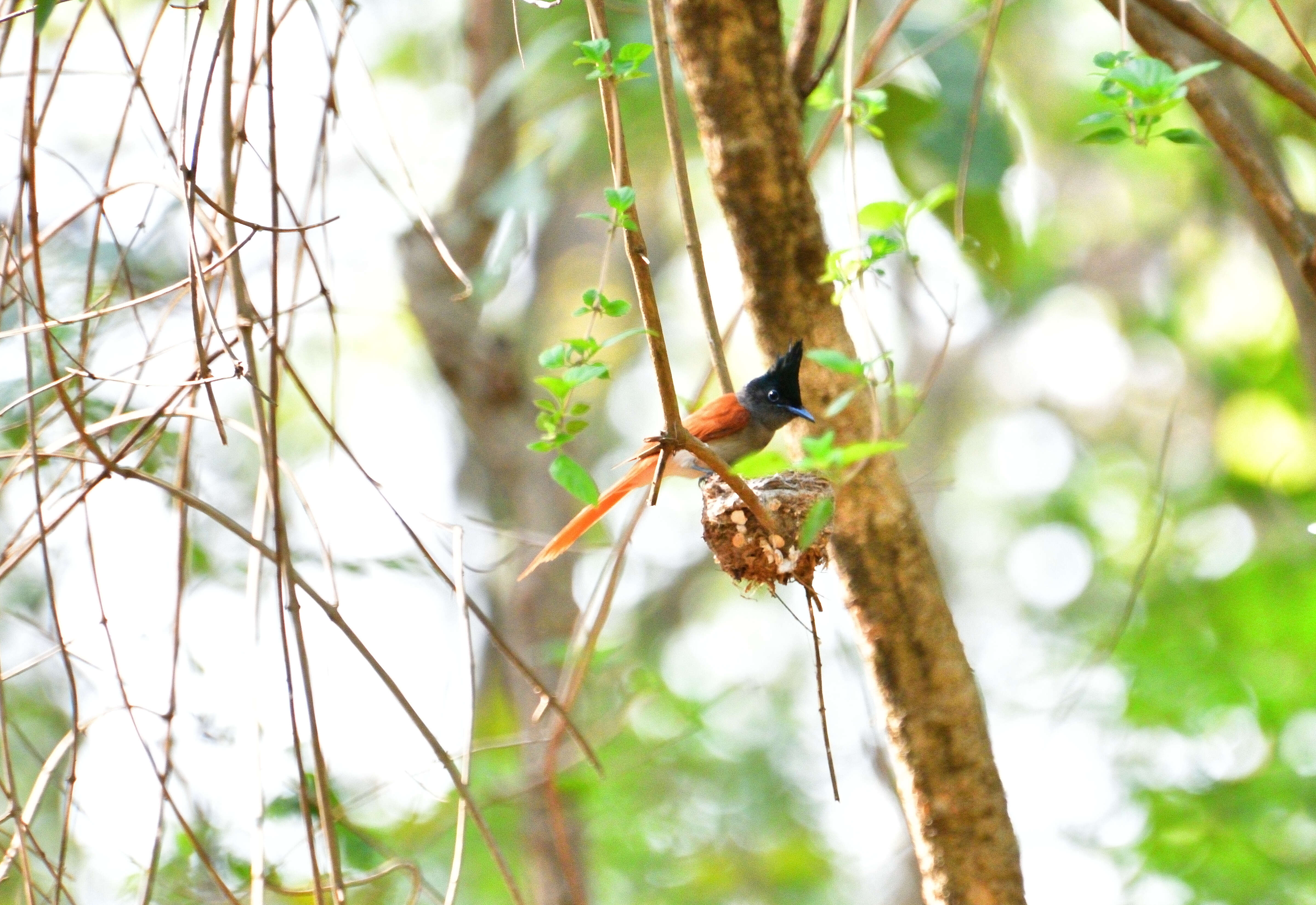 Image of Asian Paradise-Flycatcher