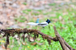 Image of Asian Paradise-Flycatcher